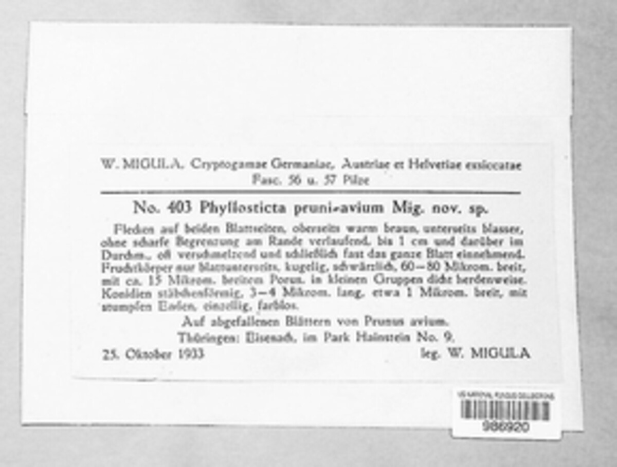 Peyronellaea image